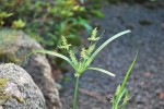 カヤツリグサ	蚊帳吊草	Cyperus microiria	8～10月